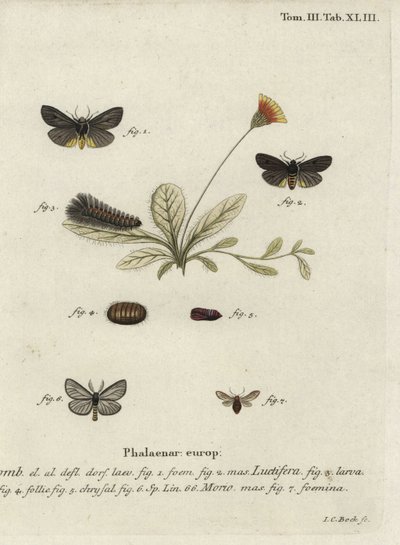 Epatolmis caesarea og Penthophera morio møl. af Johann Carl Bock