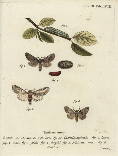 ottefigur, synke fremtrædende og Drymonia velitaris møl. af Johann Carl Bock
