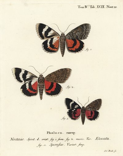 Fransk rød undervinge, Catocala elocata 1,2, og mørk crimson undervinge, Catocala sponsa 3. Håndfarvet kobberstik af Johann Carl Bock efter Eugenius Johann Christoph Espers Sommerfuglene i illustrationer efter naturen, Erlangen af Johann Carl Bock