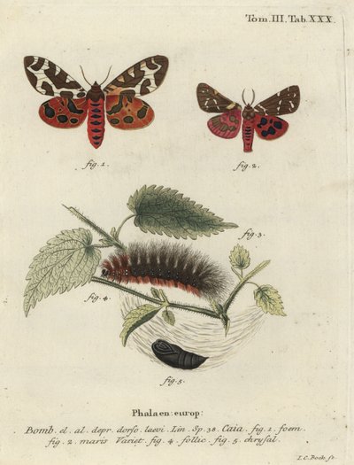 Havetigermøl eller stortigermøl, Arctia caja. af Johann Carl Bock