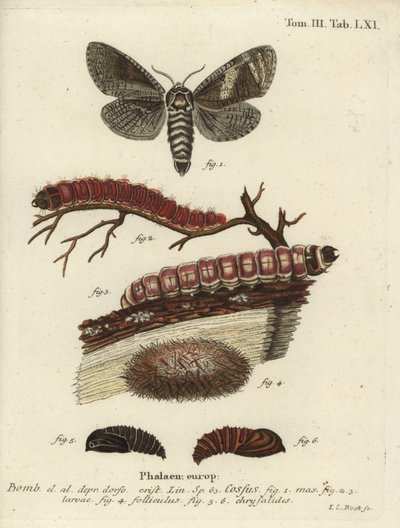 Gedemøl, gedemøl. af Johann Carl Bock