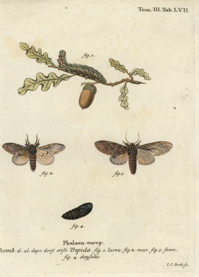 Meget fremtrædende, Peridea anceps. af Johann Carl Bock
