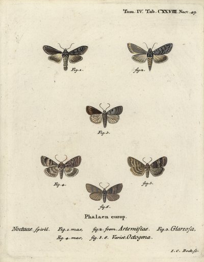 Grøn sølvfarvet haj, Cucullia argentea 1,2, efterårsrustik, Eugnorisma glareosa 4, firser, Tethea ocularis 4-6. Håndkoloreret kobberstik af Johann Carl Bock efter Eugenius Johann Christoph Espers Die Schmetterlinge in Abbildun af Johann Carl Bock