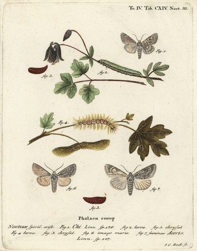 Grå chi, Antitype chi 1 og sykomor-møl, Acronicta aceris 2-7. Håndkoloreret kobberstik af Johann Carl Bock efter Eugenius Johann Christoph Esper