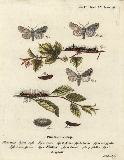 Grå dolk, Acronicta psi 1-4, og mørk dolk, Acronicta tridens 5-8. Håndkoloreret kobberstik af Johann Carl Bock efter Eugenius Johann Christoph Espers Sommerfuglene i illustrationer fra naturen, Erlangen af Johann Carl Bock