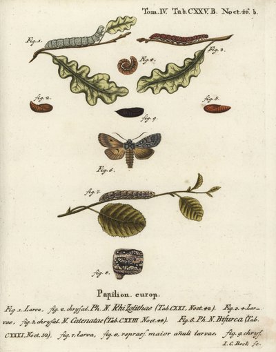 Grå skulderknude, Lithophane ornitopus 1,2, flæseret kastanje, Agrochola helvola 3-5, konform, Lithophane furcifera 6-9. Håndkoloreret kobberstik af Johann Carl Bock efter Eugenius Johann Christoph Espers Die Schmetterlinge in Abbildungen n af Johann Carl Bock