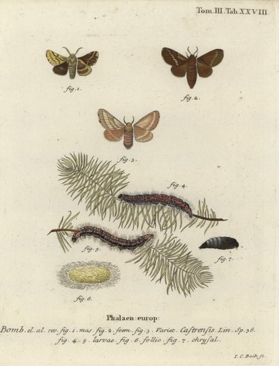 Malet lakeimøl, Malacosoma castrense. af Johann Carl Bock