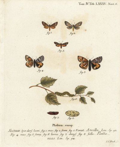 Tjenestepige møl, Dysauxes ancilla 1-3, og orange undervinge, Archiearis parthenias 4-8. Håndkoloreret kobberstik af Johann Carl Bock efter Eugenius Johann Christoph Espers Sommerfuglene i illustrationer fra naturen, Erlangen af Johann Carl Bock