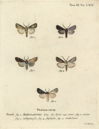 Hjerte- og pilmøl, majroe-møl og sølvsky. af Johann Carl Bock