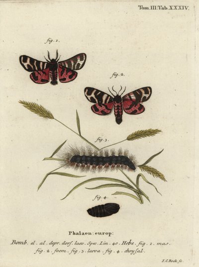Hebe tiger møl, Arctia festiva. af Johann Carl Bock
