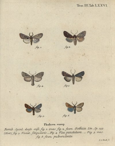 Hebraisk karakter, sort-plet kastanje, lille quaker møl osv. af Johann Carl Bock