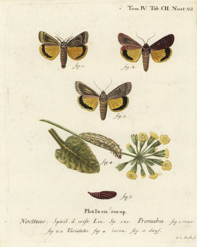 Stor gul undervinge, Noctua pronuba og varianter. Håndkoloreret kobberstik af Johann Carl Bock efter Eugenius Johann Christoph Espers Sommerfuglene i illustrationer fra naturen, Erlangen af Johann Carl Bock