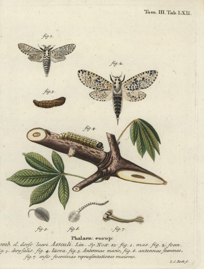 Leopardmøl, Zeusera kerne. af Johann Carl Bock