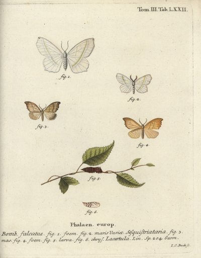 Lys smaragd og scalloped krogspids. af Johann Carl Bock