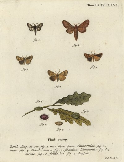 Malacosoma franconicum møl og feston, Apoda limacodes. af Johann Carl Bock