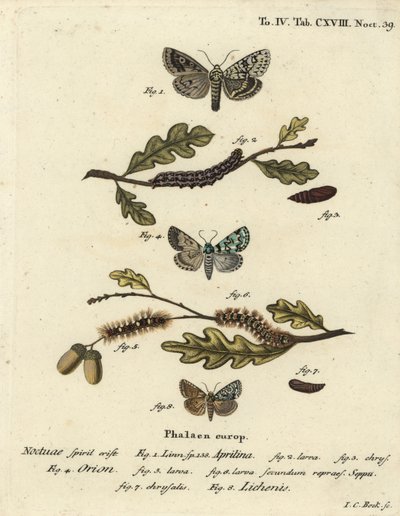 Merveille du jour, Dichonia aprilina 1-4, knap merveille du jour, Moma alpium 5-7, og marmorgrøn, Cryphia muralis 8. Håndfarvet kobberstik af Johann Carl Bock efter Eugenius Johann Christoph Espers Sommerfuglene i illustrationer af Johann Carl Bock