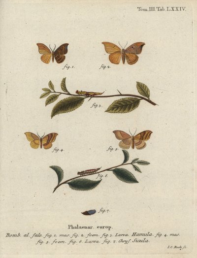 Krogspids af egetræ og krogspids med sprosser. af Johann Carl Bock
