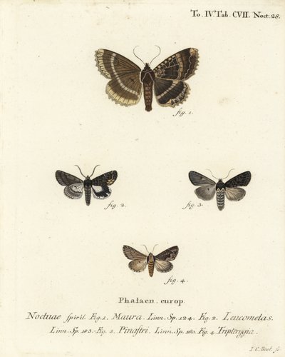 Gammel dame eller sort undervinge, Mormo maura 1, østlig alchymist, Aedia leucomelas 2 og Dypterygia scabriuscula 3,4. Håndkoloreret kobberstik af Johann Carl Bock efter Eugenius Johann Christoph Espers Sommerfuglene i illustrationer efter Na af Johann Carl Bock