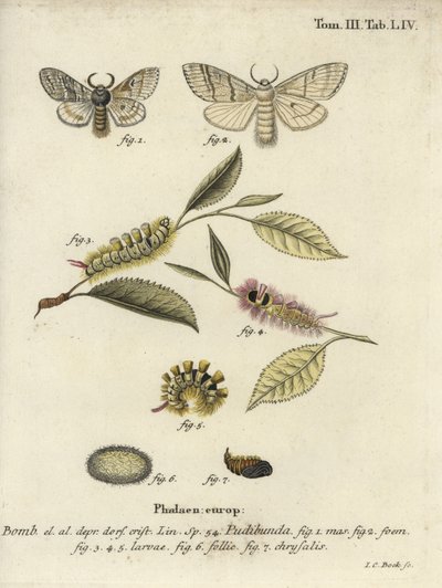 Bleg tue, Calliteara pudibunda. af Johann Carl Bock