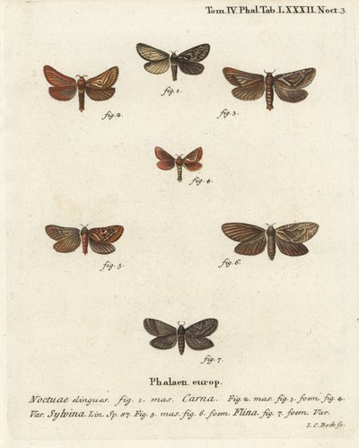 Pharmacis carna 2-4, orange swift, Triodia sylvina 5,6, og gold swift, Phymatopus hekta 7. Håndkoloreret kobberstik af Johann Carl Bock efter Eugenius Johann Christoph Espers Sommerfuglene i illustrationer fra naturen, Erlangen af Johann Carl Bock
