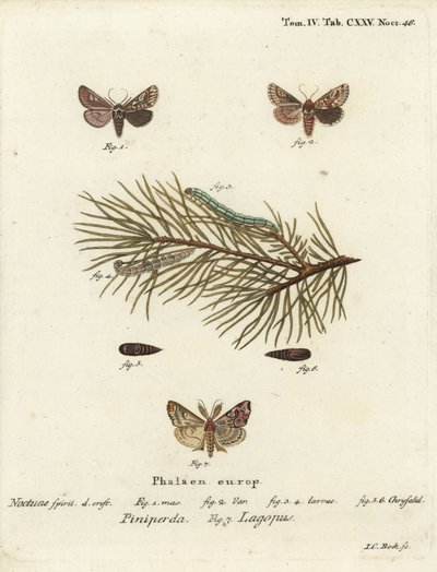 Fyrreskønhed, Panolis flammea 1-6, og latinsk møl, Callopistria juventina 7. Håndfarvet kobberstik af Johann Carl Bock efter Eugenius Johann Christoph Espers Sommerfuglene i illustrationer efter naturen, Erlangen af Johann Carl Bock