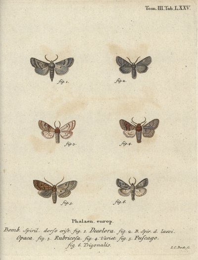 Pulveriseret quaker, rød kastanje, murstensmøl osv. af Johann Carl Bock
