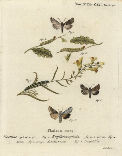 Rødhovedet kastanje, Conistra erythrocephala 1-4, tudsehørbrokade, Calophasia lunula 5 og grå skulderknude, Lithophane ornitopus 6. Håndkoloreret kobberstik af Johann Carl Bock efter Eugenius Johann Christoph Espers Die Schmetterlinge i Abb af Johann Carl Bock