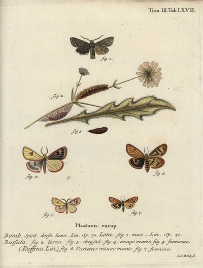 Rød-line quaker, skyet buff og flæsede kastanje. af Johann Carl Bock