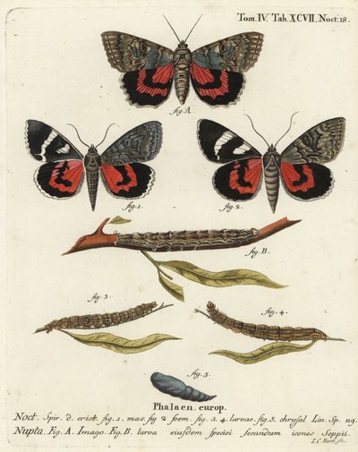Rød undervingemøl, Catocala nupta. Håndkoloreret kobberstik af Johann Carl Bock efter Eugenius Johann Christoph Espers Sommerfuglene i illustrationer fra naturen, Erlangen af Johann Carl Bock