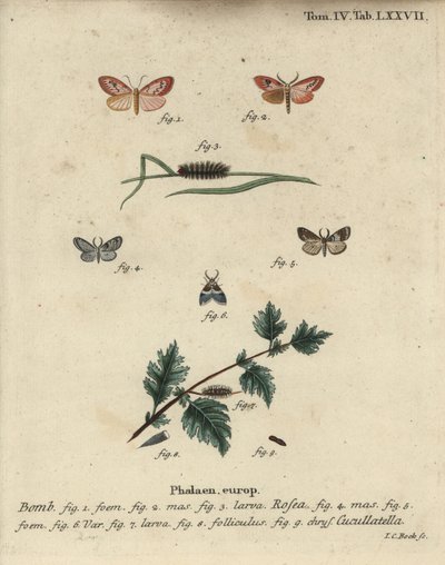 Rosenrød fodmand og kortkappet møl. af Johann Carl Bock