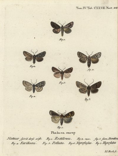 Saksisk møl, Hyppa rectilinea 1, saksmøl, Hada plebeja 2,3, sumpdolk, Acronicta strigosa 4, brunplettet tandhjul, Agrochola litura 5, hvid-line pil, Euxoa nigrofusca 6, Opigena polygona 7. Håndkoloreret kobberstik Carl Bock efter af Johann Carl Bock