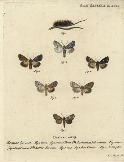 Knappe dolk, Acronicta auricoma 1-3, platanmøl, Acronicta aceris, muskatmøl 4,5, Hadula trifolii 6 og varieret krone, Hadena compta 7. Håndkoloreret kobberstik af Johann Carl Bock efter Eugenius Johann Christoph Esperlings Die Sch. af Johann Carl Bock