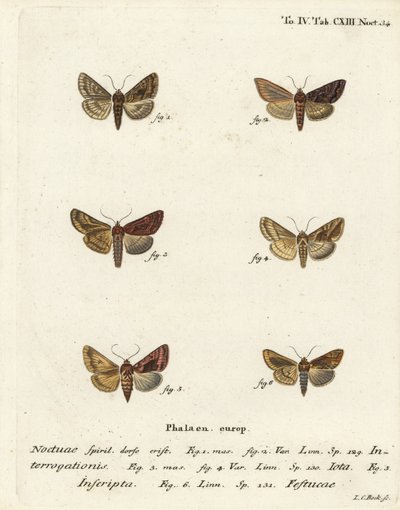 Sjælden sølv Y, Syngrapha interrogationis 1,2, almindelig gylden Y, Autographa jota 3-5, guldplet, Plusia festucae 6. Håndkoloreret kobberstik af Johann Carl Bock efter Eugenius Johann Christoph Esper