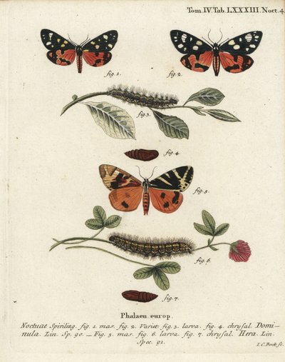 Scarlet tigermøl, Callimorpha dominula 1-4, og Jersey tigermøl, Euplagia quadripunctaria 5-7. Håndkoloreret kobberstik af Johann Carl Bock efter Eugenius Johann Christoph Espers Sommerfuglene i illustrationer fra naturen, Erlangen af Johann Carl Bock