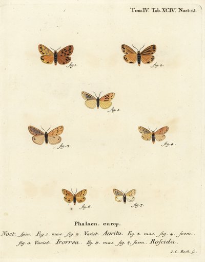 Setina aurita-møl 1,2, døgnmøl, Setina irrorella 3-5, og Setina roscida-møl 6,7. Håndkoloreret kobberstik af Johann Carl Bock efter Eugenius Johann Christoph Esper