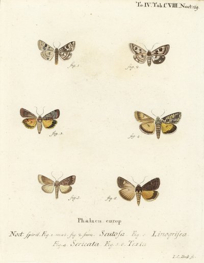 Plettet kløver, Schinia scutosa 1,2, Epilecta linogrisea 3, Guernsey undervinge, Polyphaenis sericata 4, og halmundervinge, Thalpophila matura 5,6. Håndkoloreret kobberstik af Johann Carl Bock efter Eugenius Johann Christoph Esper