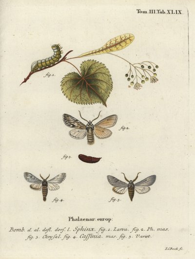 Sprawler møl, Asteroscopus sphinx. af Johann Carl Bock