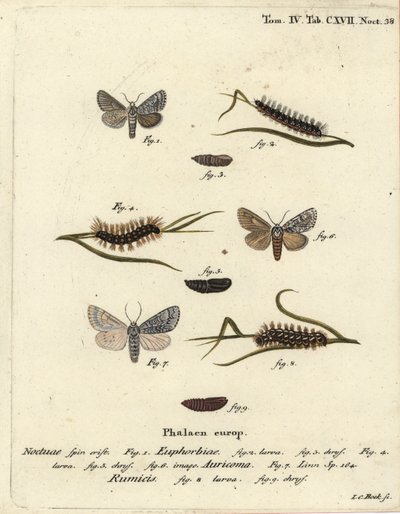 Sød kulemøl, Acronicta euphorbiae 1-5, sparsom dolk, Acronicta auricoma 6, og knudegræsmøl, Acronicta rumicis 7-9. Håndkoloreret kobberstik af Johann Carl Bock efter Eugenius Johann Christoph Espers Die Schmetterlinge in Abbildungen nac af Johann Carl Bock