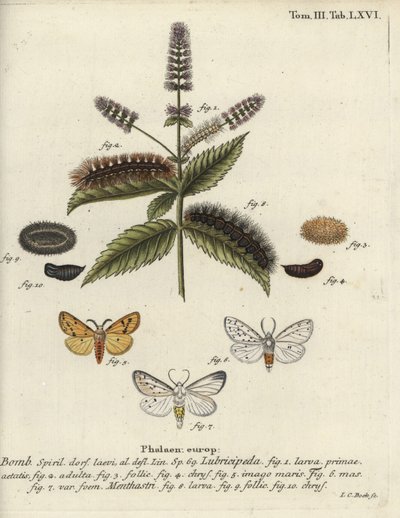 Hvid hermelin, Spilosoma lubricipeda. af Johann Carl Bock