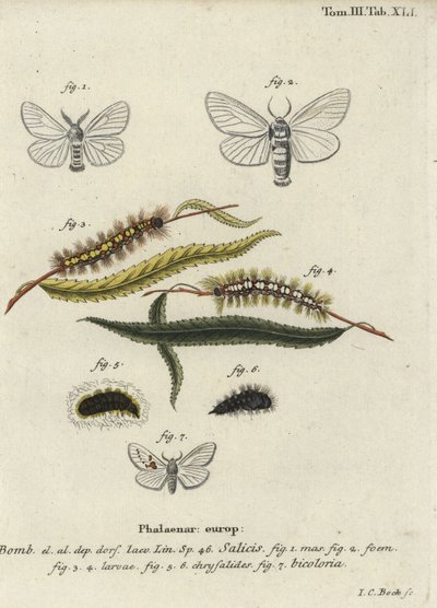 Hvid satin og hvide fremtrædende møl. af Johann Carl Bock