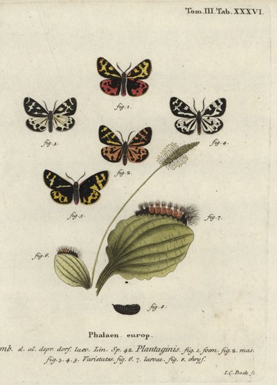 Trætigermøl, Parasemia plantaginis. af Johann Carl Bock