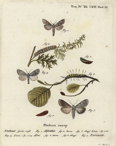 Malurtmøl, Cucullia absinthii 1-3, ellemøl, Acronicta alni 4-6 og Cucullia tanaceti 7. Håndkoloreret kobberstik af Johann Carl Bock efter Eugenius Johann Christoph Espers Sommerfuglene i illustrationer efter naturen, Erlangen af Johann Carl Bock