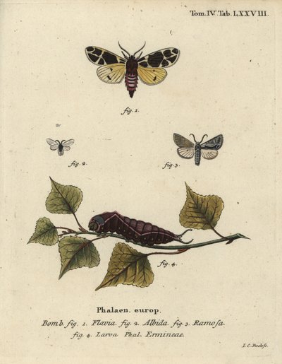 Gul tigermøl, hvid hermelinlarve mv. af Johann Carl Bock