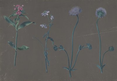 Studie af tre blomster, 1781. af Johann Christian August Birnbaum