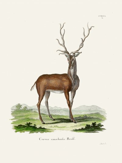 Elk  Af Johann Christian Daniel Von Schreber. af Johann Christian Daniel Von Schreber