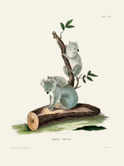 Koala af Johann Andreas Wagener af Johann Christian Daniel Von Schreber
