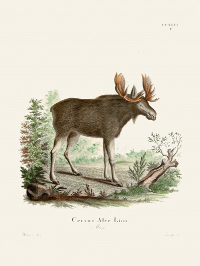 Moose af Johann Christian Daniel von Schreber. af Johann Christian Daniel Von Schreber