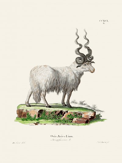 Ovis Aries af Johann Andreas Wagener og Johann Christian Daniel von Schreber. af Johann Christian Daniel Von Schreber