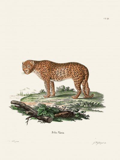 Panther af Johann Christian Daniel von Schreber. af Johann Christian Daniel Von Schreber