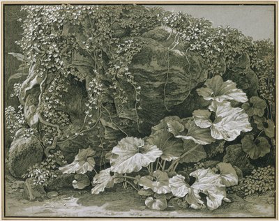 Storbladede planter ved en klippehule dækket af vedbend af Johann Christian Reinhart